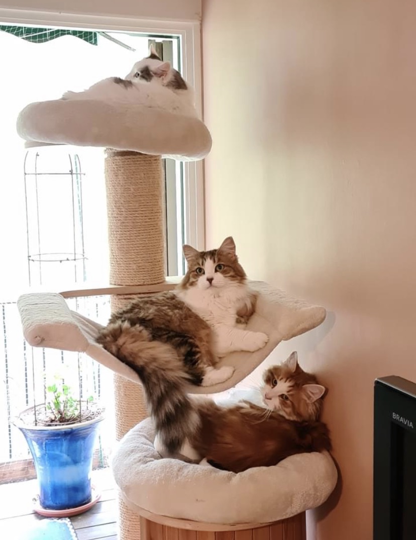 Sibirisk katt Xanthys, Valina och Mars